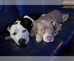 Small Photo #5 American Staffordshire Terrier-Unknown Mix Puppy For Sale in Euless, TX, USA