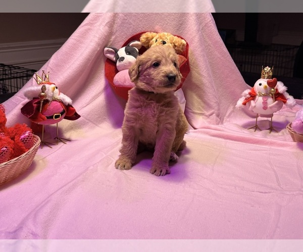 Medium Photo #5 Labradoodle Puppy For Sale in SUMMERVILLE, SC, USA