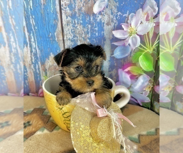 Medium Photo #10 Yorkshire Terrier Puppy For Sale in CASSVILLE, MO, USA