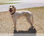 Small Goldendoodle