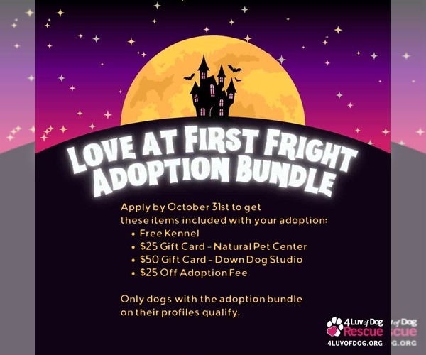 Medium Photo #3 American Pit Bull Terrier-Labrador Retriever Mix Puppy For Sale in Fargo, ND, USA