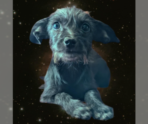 Poodle (Miniature)-Unknown Mix Dogs for adoption in Fresno, CA, USA