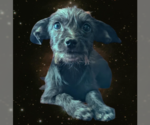 Small Poodle (Miniature) Mix