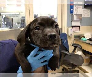 Mutt Dogs for adoption in Riverside, CA, USA