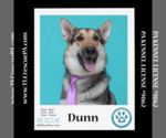 Small Photo #3 German Shepherd Dog-Huskies  Mix Puppy For Sale in Kimberton, PA, USA