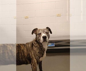 American Pit Bull Terrier-Labrador Retriever Mix Dogs for adoption in Corpus Christi, TX, USA