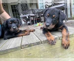 Rottweiler Litter for sale in ALIQUIPPA, PA, USA