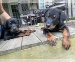Small Rottweiler