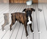 Small Photo #1 Boxer Puppy For Sale in LAURENS, SC, USA