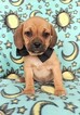 Small Photo #1 Puggle Puppy For Sale in LANCASTER, PA, USA