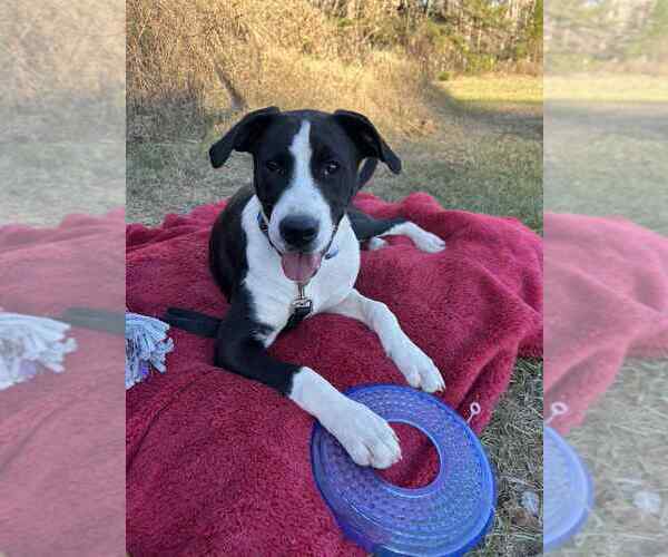 Medium Photo #1 Mutt Puppy For Sale in Boston, MA, USA