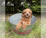 Small #3 Goldendoodle (Miniature)
