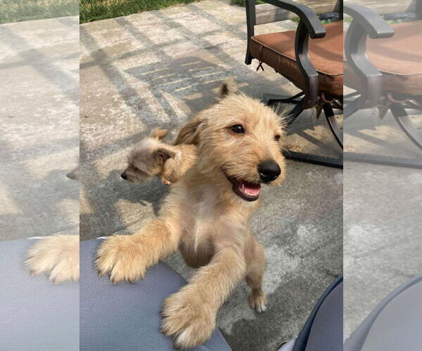 Medium Photo #3 Mutt Puppy For Sale in Germantown, OH, USA