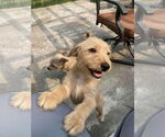 Small #2 Mutt