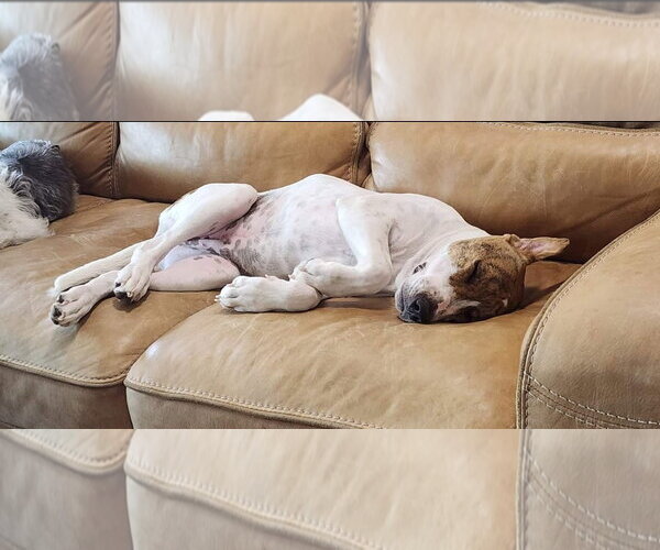 Medium Photo #18 Mutt Puppy For Sale in Rosenberg, TX, USA