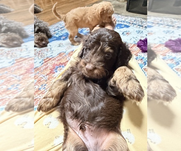 Medium Photo #7 Aussiedoodle Puppy For Sale in SWANNANOA, NC, USA