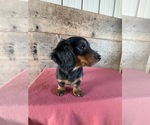 Small #8 Dachshund