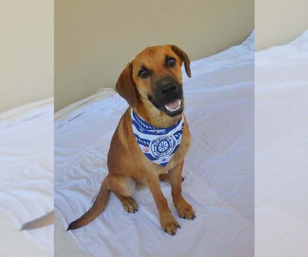 Medium Photo #3 Mutt Puppy For Sale in McKinney, TX, USA
