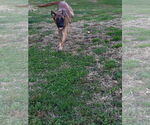 Small #10 Mutt