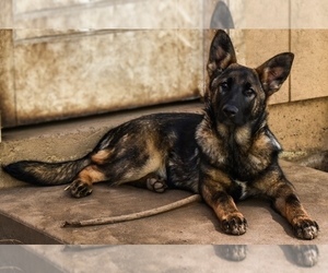 German Shepherd Dog Puppy for sale in OAKHURST, CA, USA