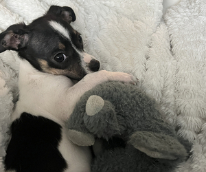 Chihuahua Puppy for Sale in SAINT PETERSBURG, Florida USA