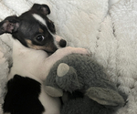 Small Chihuahua