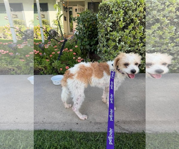 Medium Photo #2 Mutt Puppy For Sale in Menifee, CA, USA