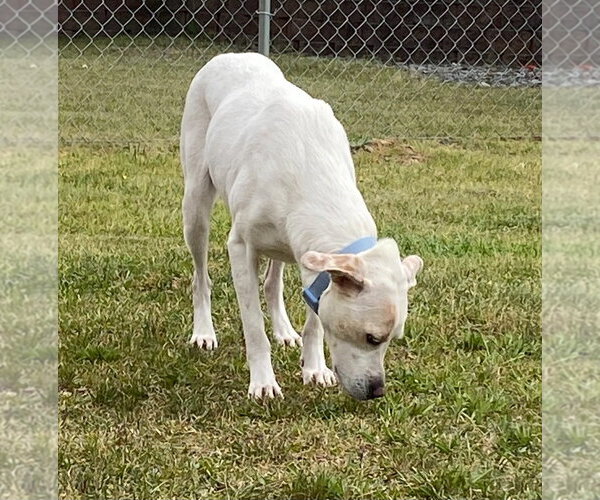 Medium Photo #4 Labrador Retriever-Unknown Mix Puppy For Sale in Bryant, AR, USA