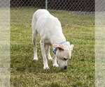 Small #3 Labrador Retriever Mix