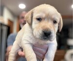 Small Photo #4 Labrador Retriever Puppy For Sale in HIGH POINT, NC, USA