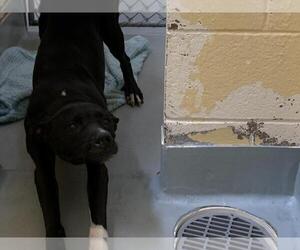 Labrador Retriever Dogs for adoption in Tulsa, OK, USA