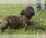 Small #1 Bulldog-Labrador Retriever Mix