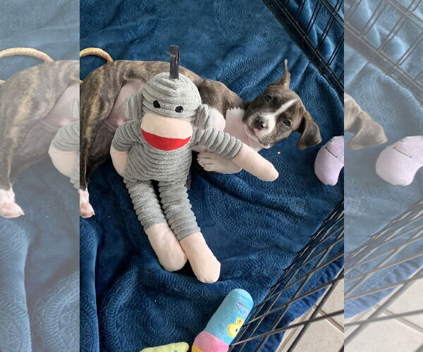 Medium Photo #6 Mutt Puppy For Sale in Sanford, FL, USA
