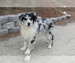 Small #5 Australian Shepherd