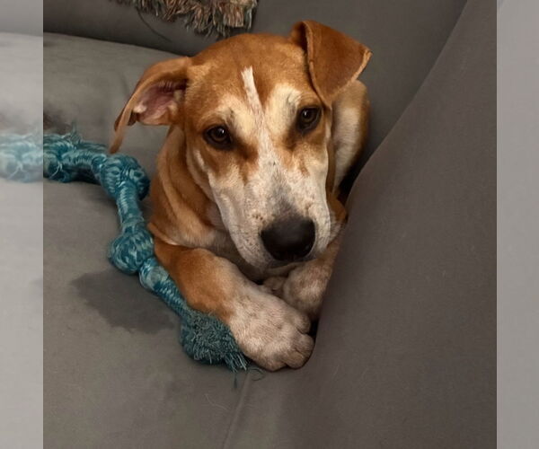 Medium Photo #5 Mutt Puppy For Sale in Chester, VA, USA