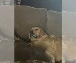Small Photo #1 Goldendoodle Puppy For Sale in PARKER CITY, IN, USA