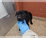 Small Rottweiler-American Pit Bull Terrier