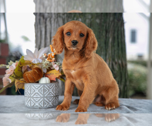 Cavalier King Charles Spaniel-Goldendoodle Mix Puppy for Sale in KINZERS, Pennsylvania USA