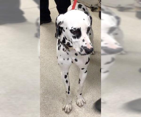 Medium Photo #1 Dalmatian Puppy For Sale in Riverside, CA, USA