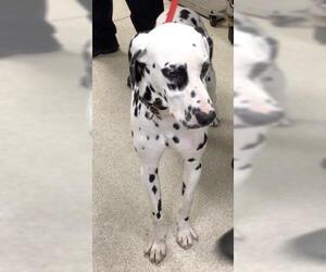Dalmatian Dogs for adoption in Riverside, CA, USA