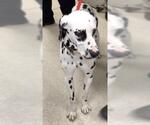 Small Dalmatian