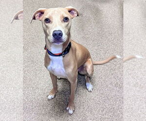Feist Terrier-Unknown Mix Dogs for adoption in Sanford, FL, USA