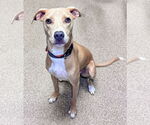 Small Feist Terrier Mix