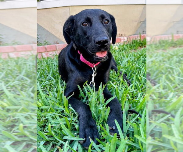 Medium Photo #1 Shepradors Puppy For Sale in San Diego, CA, USA