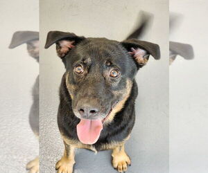 Labrador Retriever-Unknown Mix Dogs for adoption in Hilton Head, SC, USA