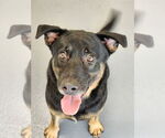 Small Labrador Retriever Mix