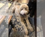 Small Photo #2 Goldendoodle-Poodle (Standard) Mix Puppy For Sale in FAYETTEVILLE, OH, USA