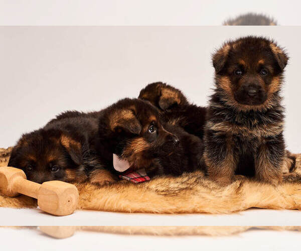 Medium Photo #19 German Shepherd Dog Puppy For Sale in ALICE, TX, USA