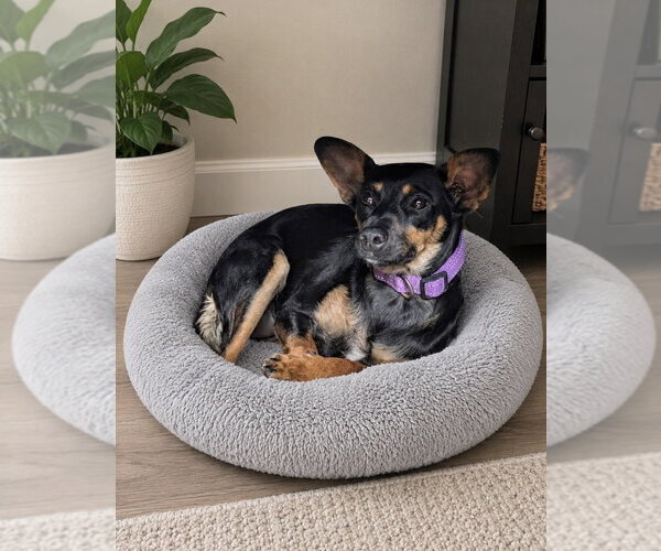 Medium Photo #13 Miniature Pinscher-Unknown Mix Puppy For Sale in San Diego, CA, USA