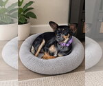 Small #12 Miniature Pinscher Mix